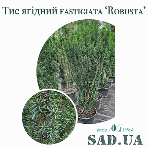 Тис Ягодный Fastigiata Robusta 1,4-1,6 м (контейнер 25л)