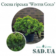 Сосна Горная Winter Gold (контейнер 26л) - SAD.UA#$#Сосна Гірська Winter Gold (контейнер 26л) - SAD.UA