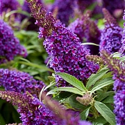 Будлея Butterfly Candy "Little Purple", 20-30 см, (контейнер 3л.) - SAD.UA#$#Будлея Butterfly Candy "Little Purple", 20-30 см, (контейнер 3л.) - SAD.UA