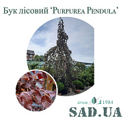 Бук Purpurea Pendula 5,0-5,5м - SAD.UA#$#Бук Purpurea Pendula 5,0-5,5м - SAD.UA