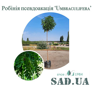 Робінія Псевдоакація Umbraculifera 3,5-4,0м,  обхв.ств.  8-10 см (конт. 45л)