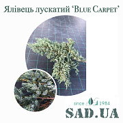 Можжевельник Чешуйчастый Blue Carpet 40-50см, (контейнер 7,5л) - SAD.UA#$#Ялівець лускатий Blue Carpet 40-50см, (контейнер 7,5 л) - SAD.UA