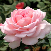 Роза Royal pale Pink 75-90см (штамб 45см), контейнер 5 л - SAD.UA#$#Троянда штамб Royal pale Pink 75-90см (штамб 45см), контейнер 5 л - SAD.UA