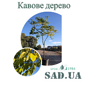 Кофейное дерево кентукское 2,5-3,0м, обхв.14-16см, (контейнер 90л) - SAD.UA#$#Кавове дерево кентукське 2,5-3,0м, обхв.14-16см, (контейнер 90л) - SAD.UA