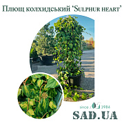 Плющ Колхидский Sulphur Heart, 2.0-2.2 м, контейнер 45 л - SAD.UA#$#Плющ колхидський Sulphur Heart 1,8-2,0м, (контейнер 45 л) - SAD.UA