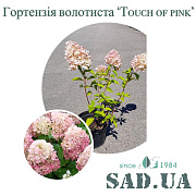 Гортензия Метельчатая Touch of pink 30-50 см, ( контейнер 3 л) - SAD.UA#$#Гортензія Touch of pink (5 л) - SAD.UA
