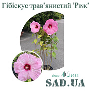 Гибискус Травянистый Pink,50-60см, (контейнер 3-5л) - SAD.UA#$#Гібіскус Трав'янистий Pink, 50-60см, (контейнер 3-5л) - SAD.UA